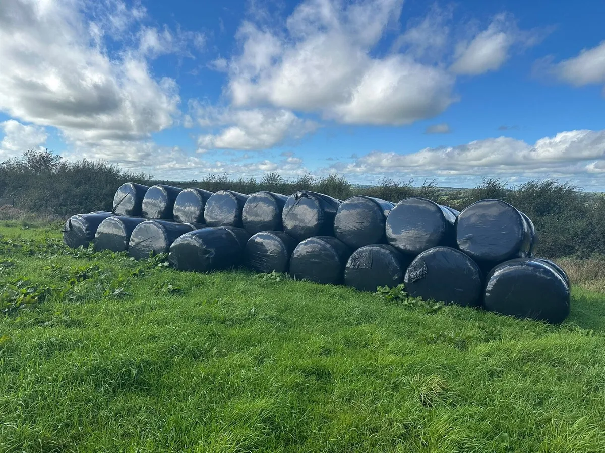Silage Bales - Image 1