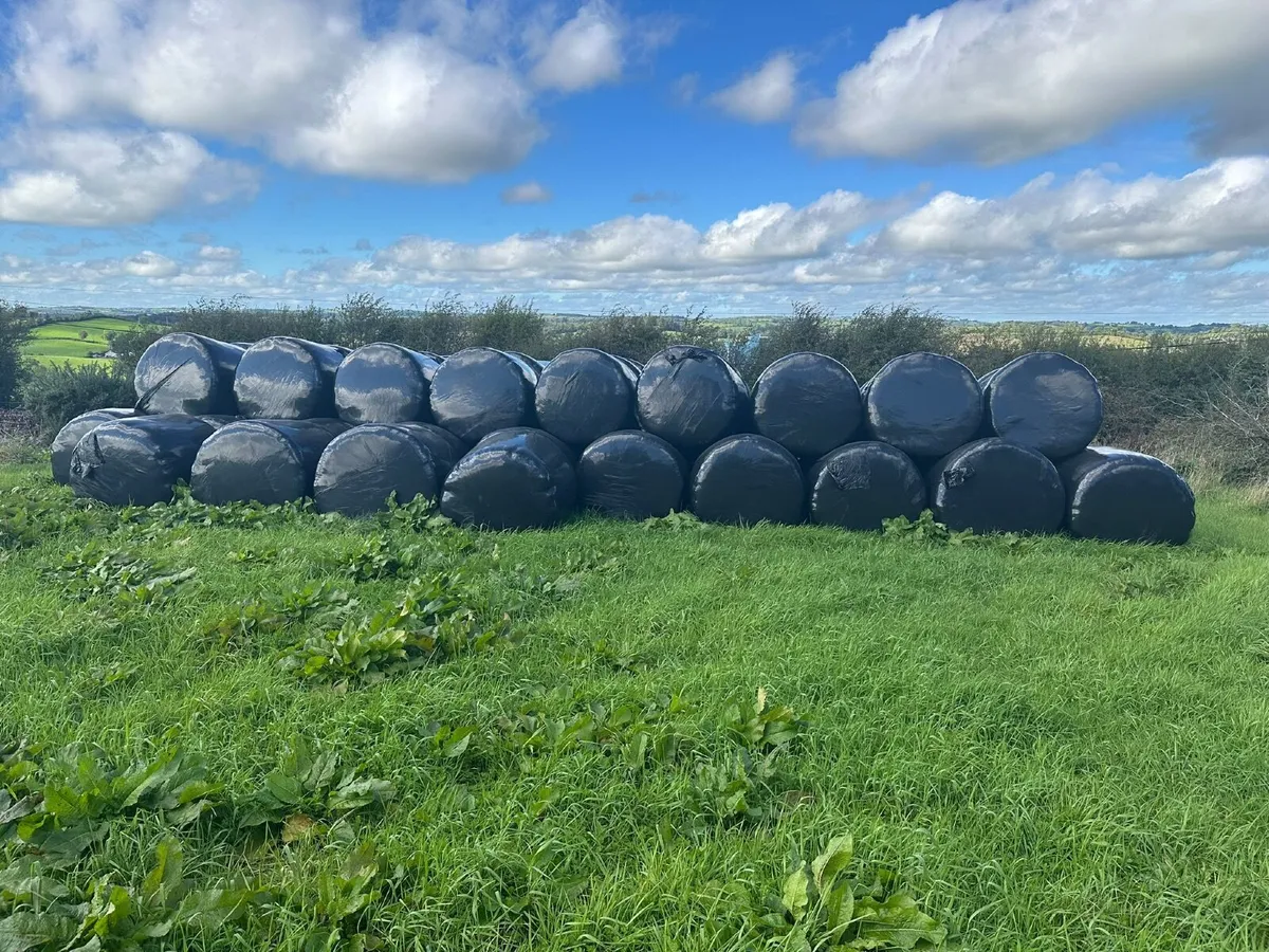 Silage Bales - Image 2