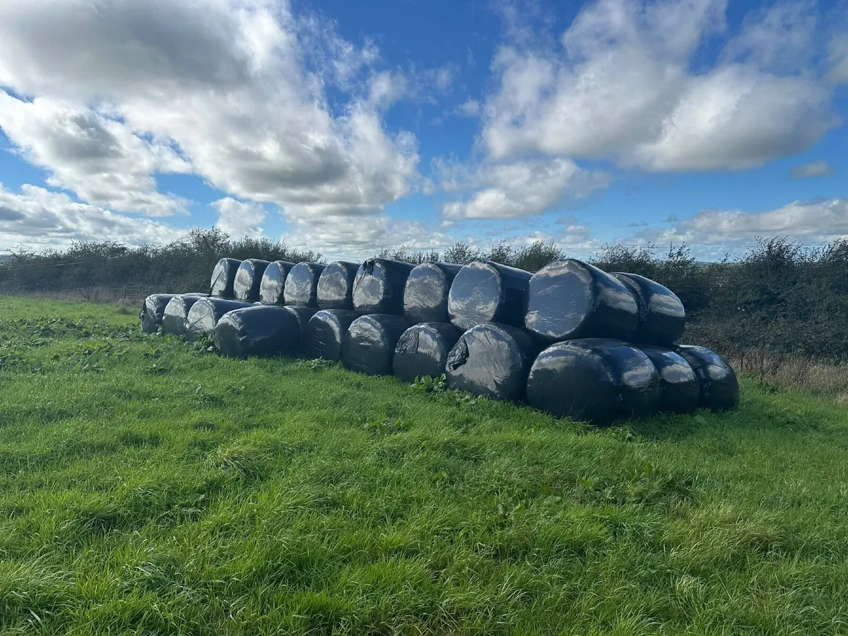 Silage Bales - Image 4