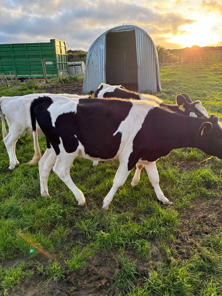 Fr heifer - Image 1
