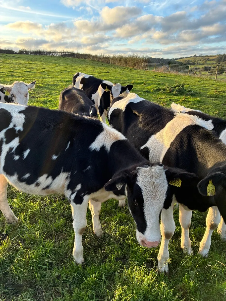 Fr heifer - Image 2