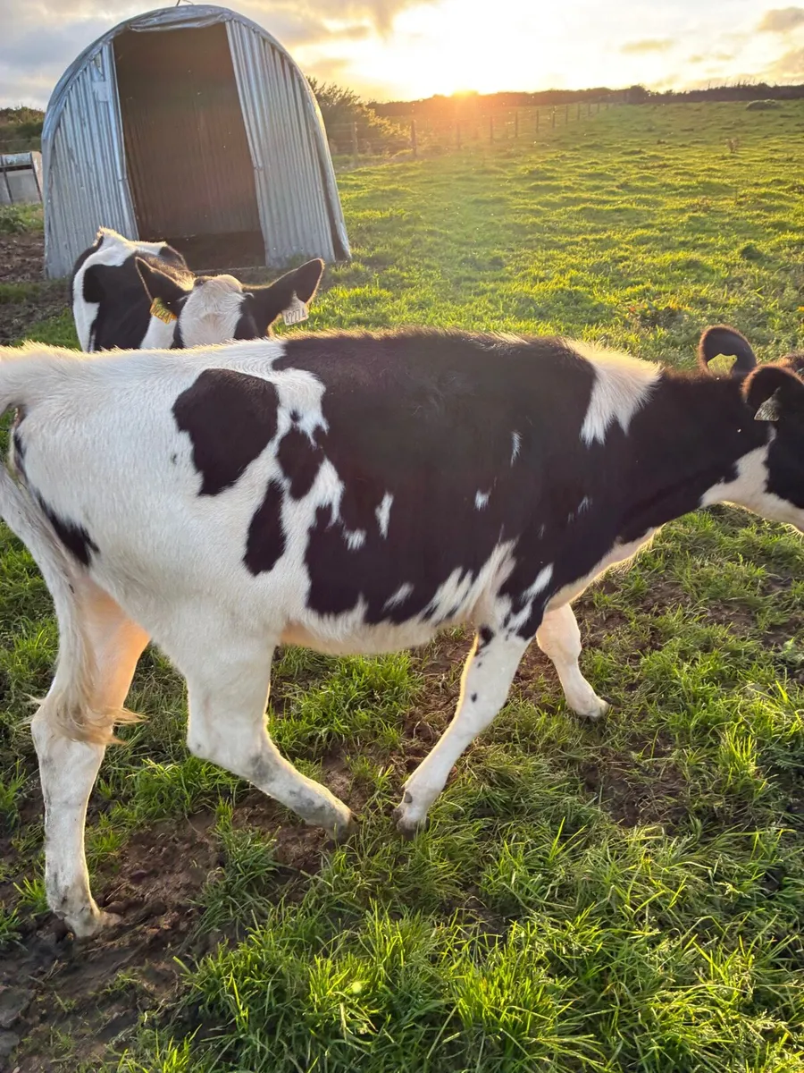 Fr heifer - Image 4