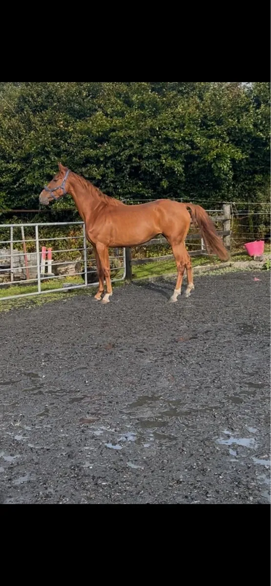 Quality 3yo filly - Image 2