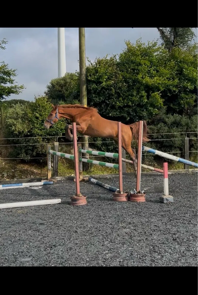 Quality 3yo filly - Image 1