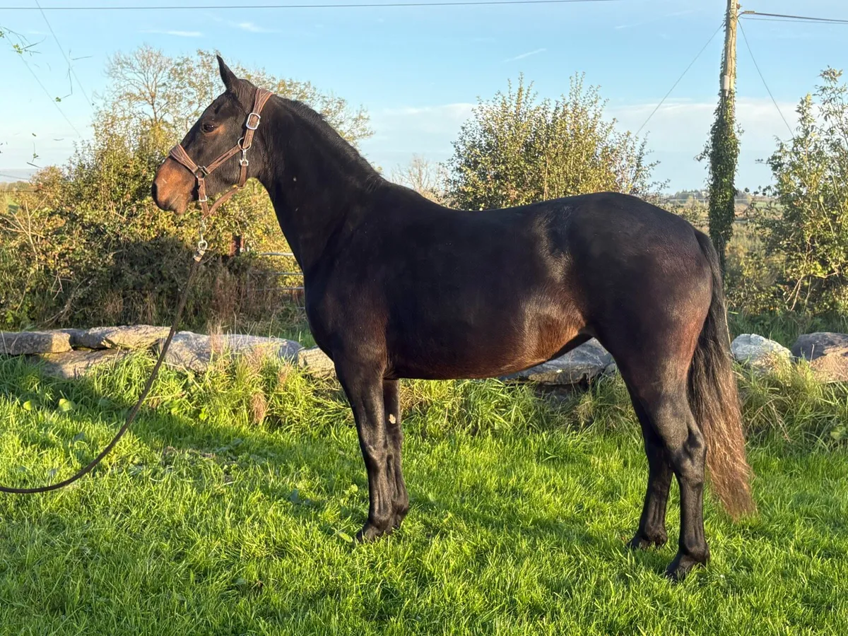 3yr old Connemara Filly - Image 2