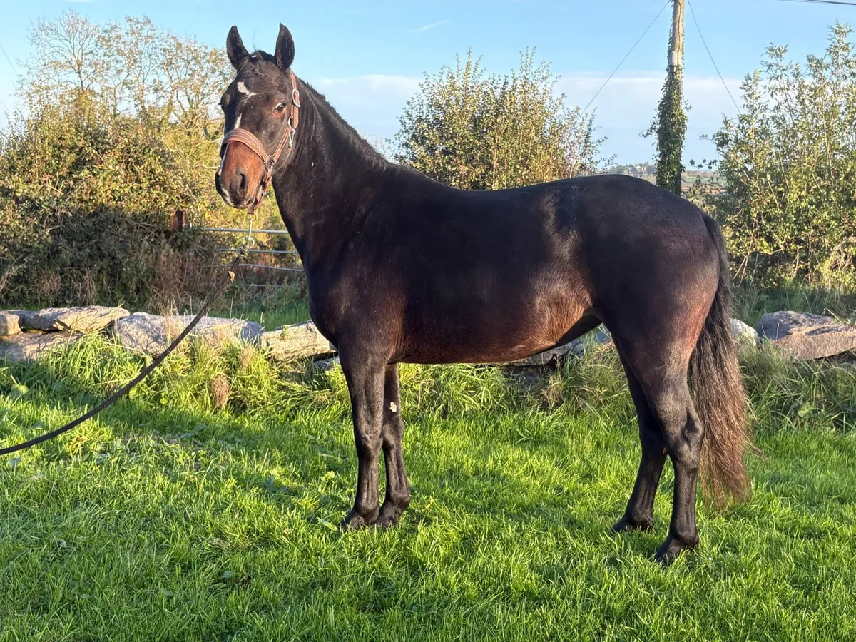 3yr old Connemara Filly - Image 3