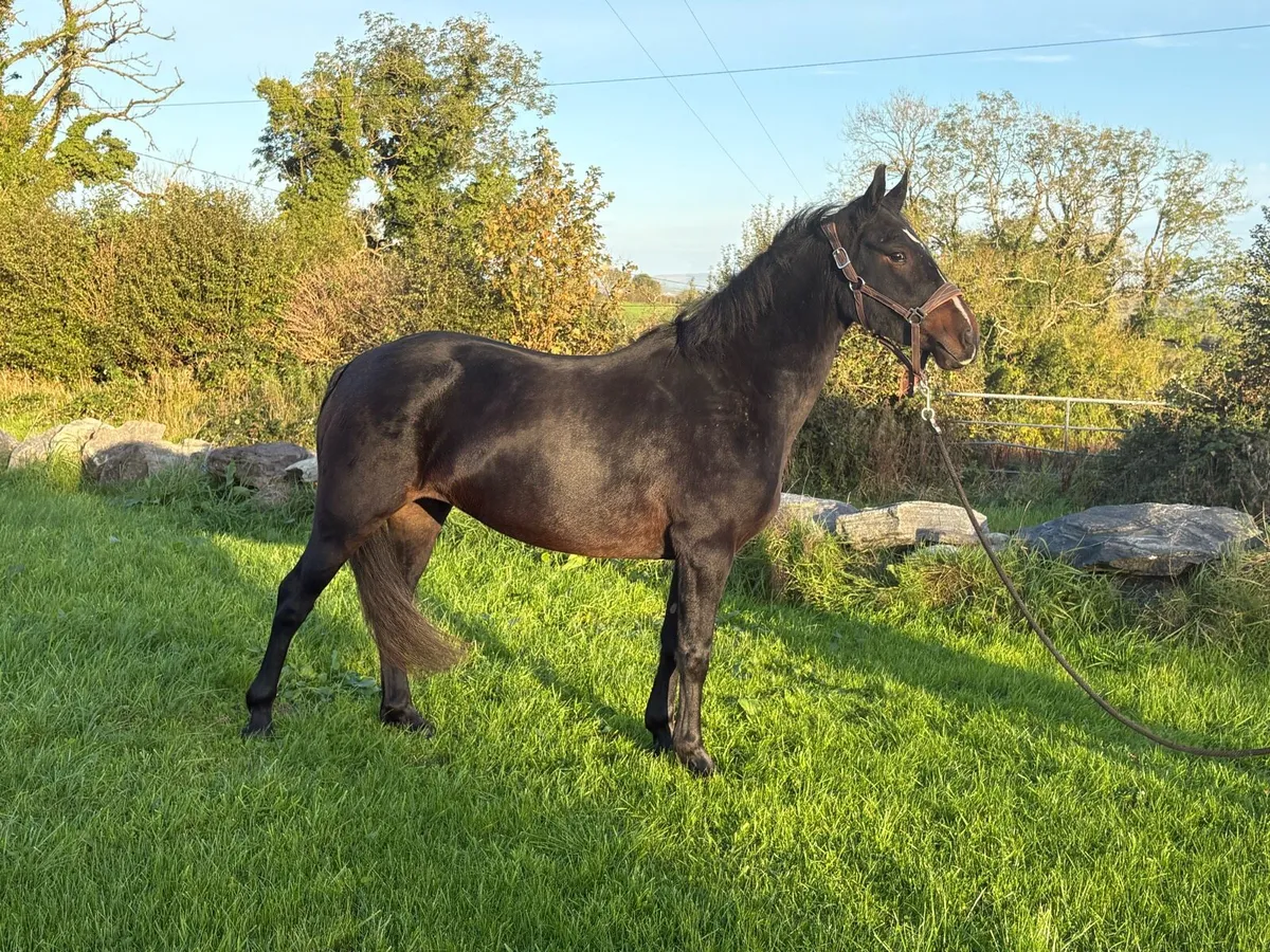 3yr old Connemara Filly - Image 4