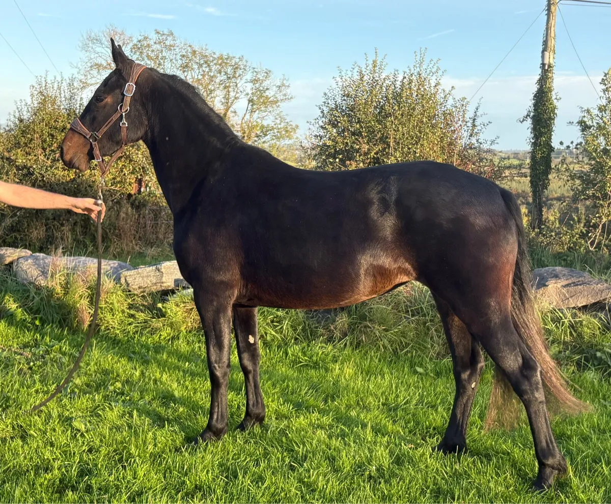3yr old Connemara Filly - Image 1