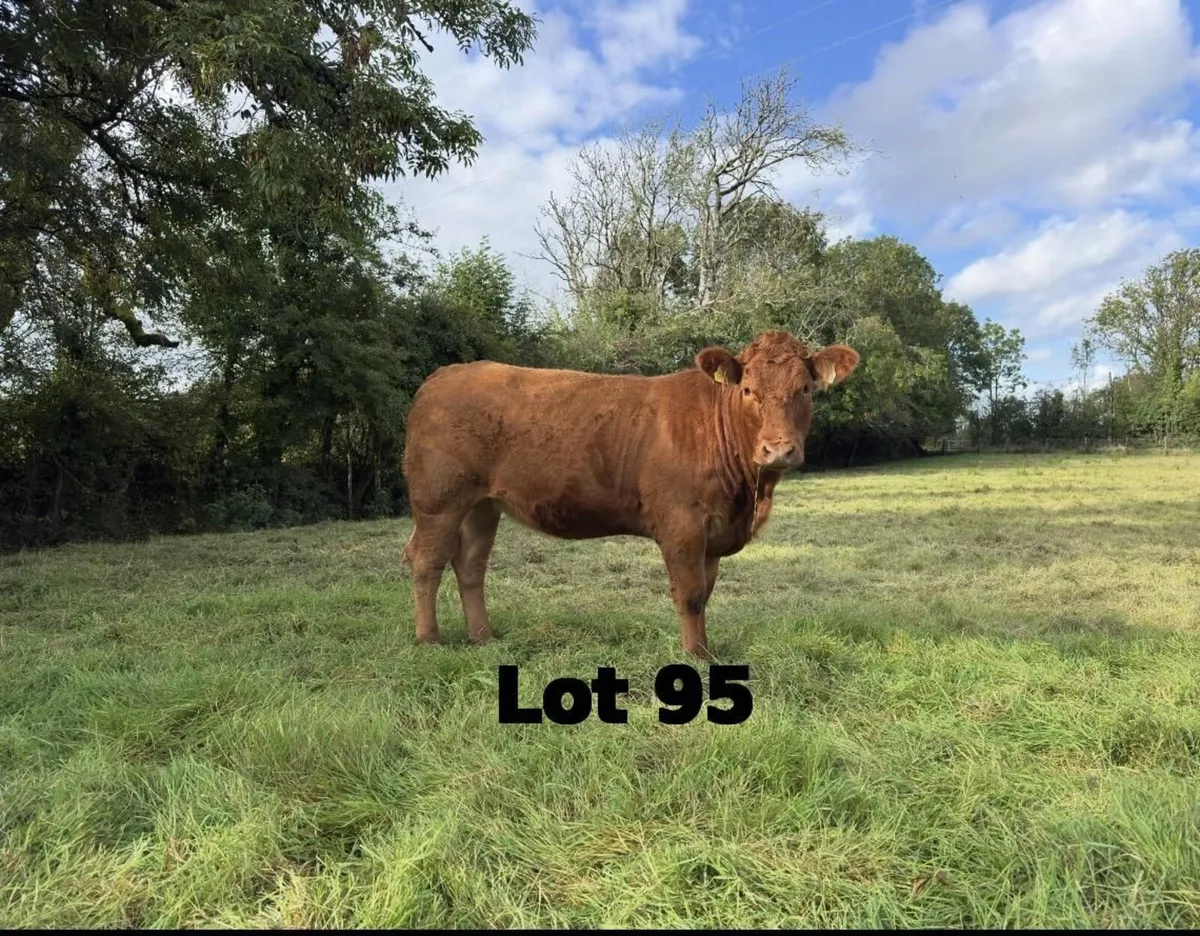 LMX Cross Heifers for sale - Image 1