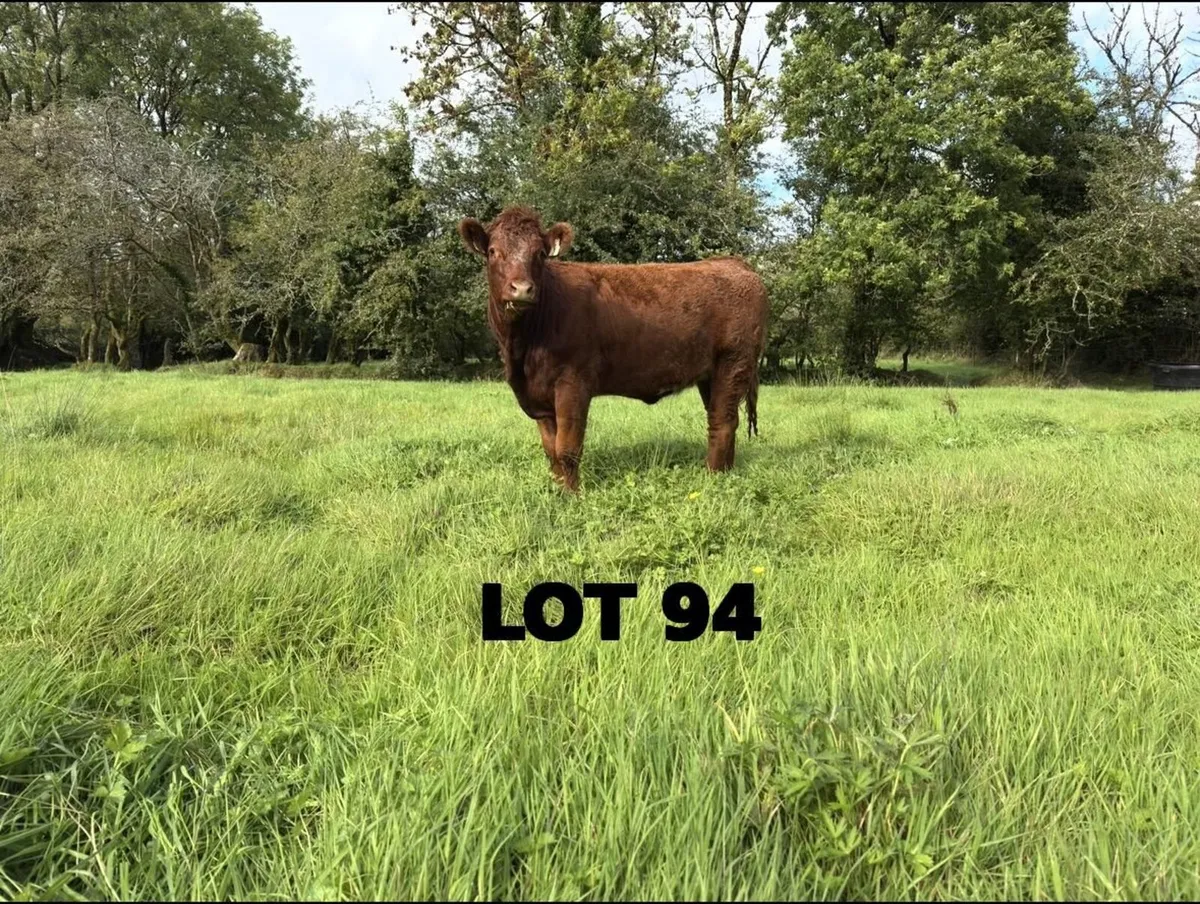 LMX Cross Heifers for sale - Image 2