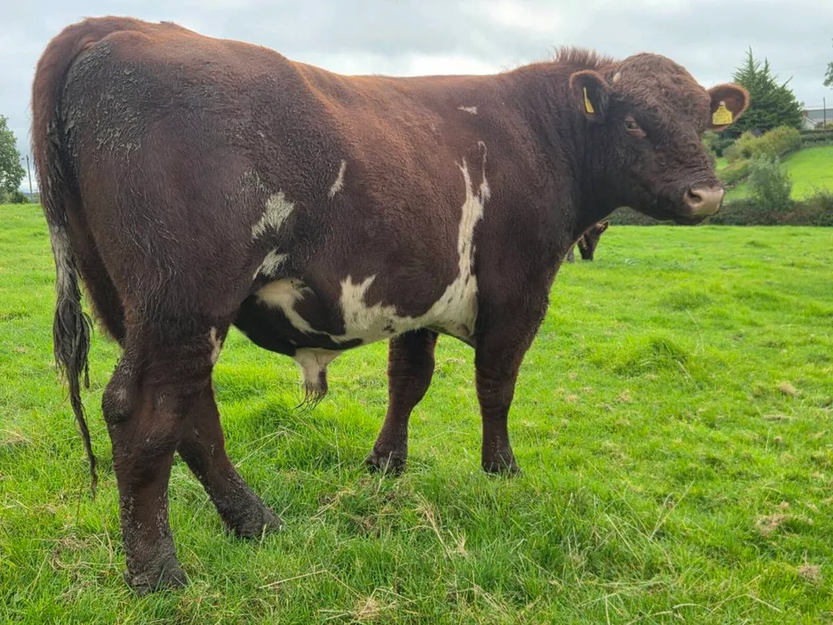 Shorthorn bulls - Image 1