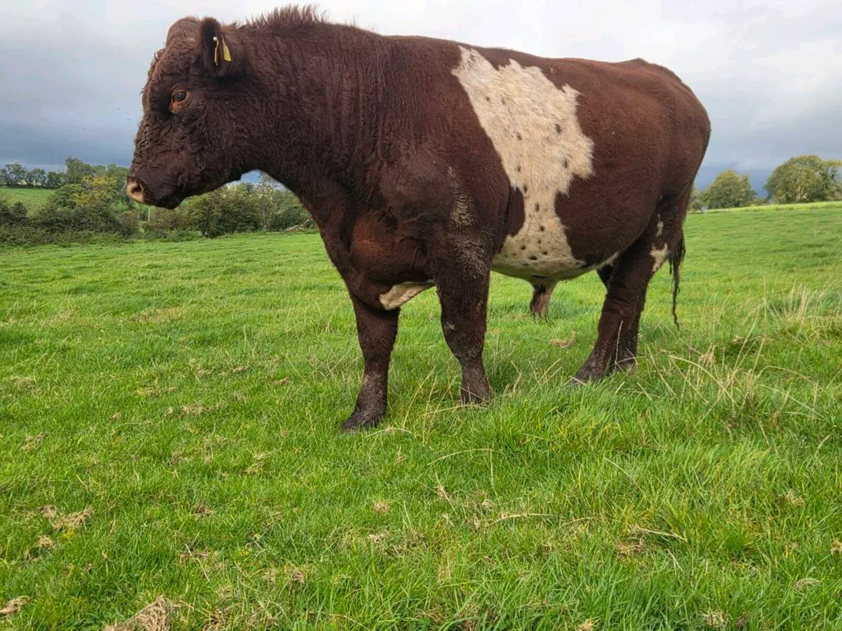 Shorthorn bulls - Image 2