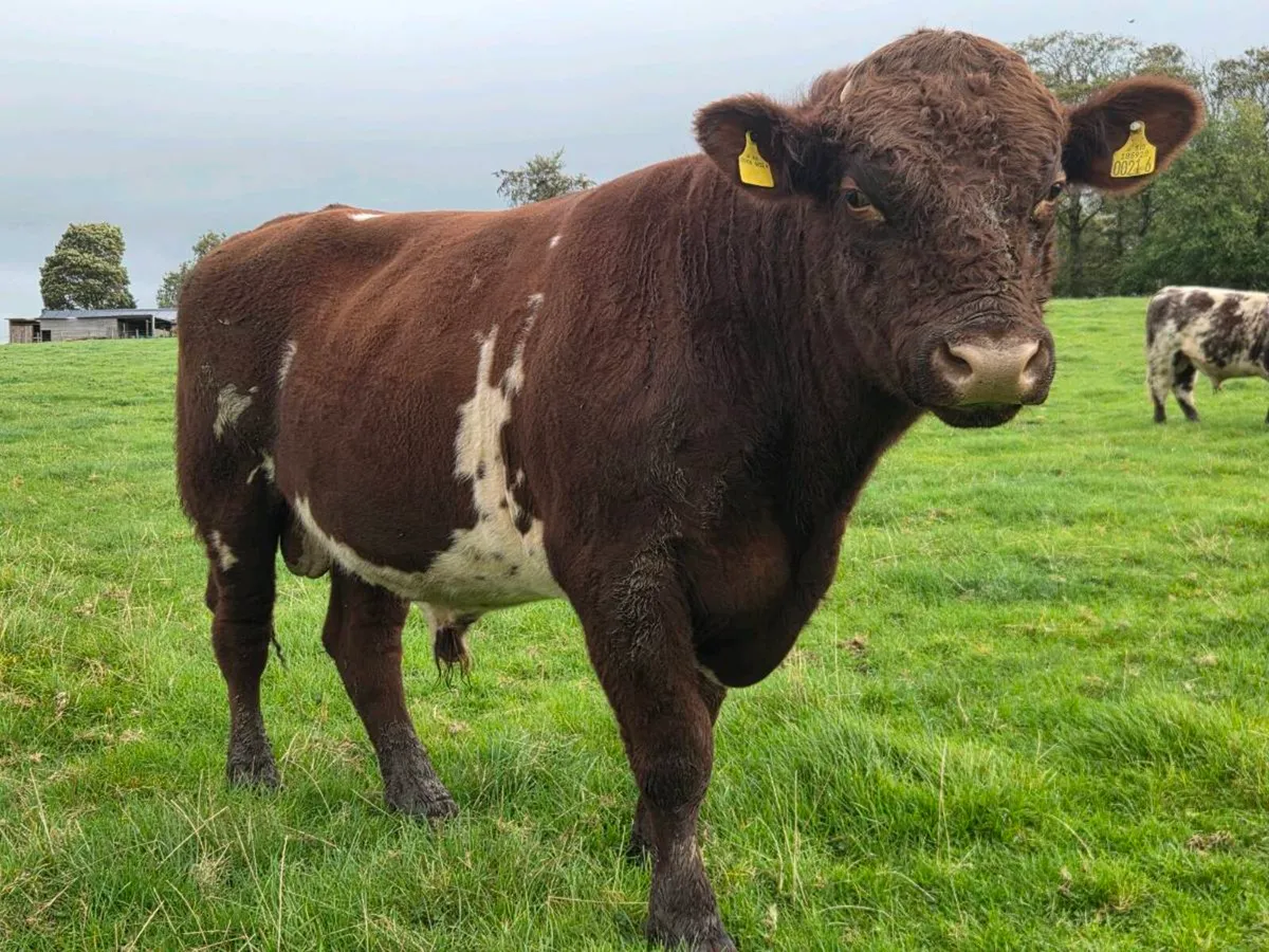 Shorthorn bulls - Image 3