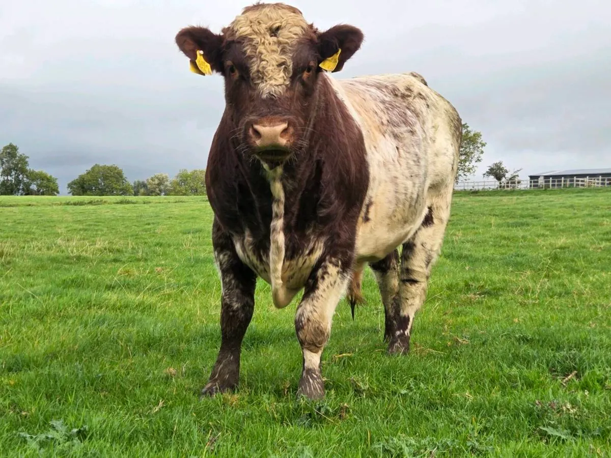 Shorthorn bulls - Image 4