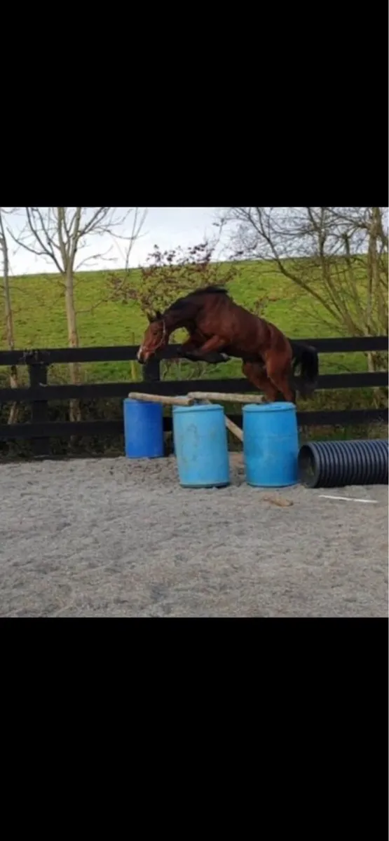 Mares in-foal to Kafka vd Heffinck - Image 2