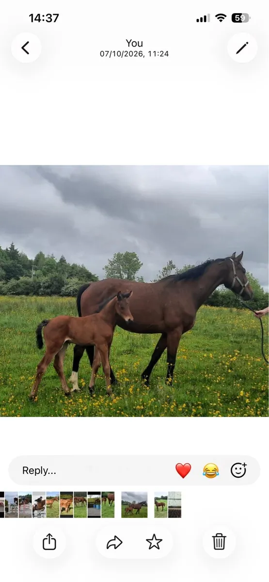 Mares in-foal to Kafka vd Heffinck - Image 3