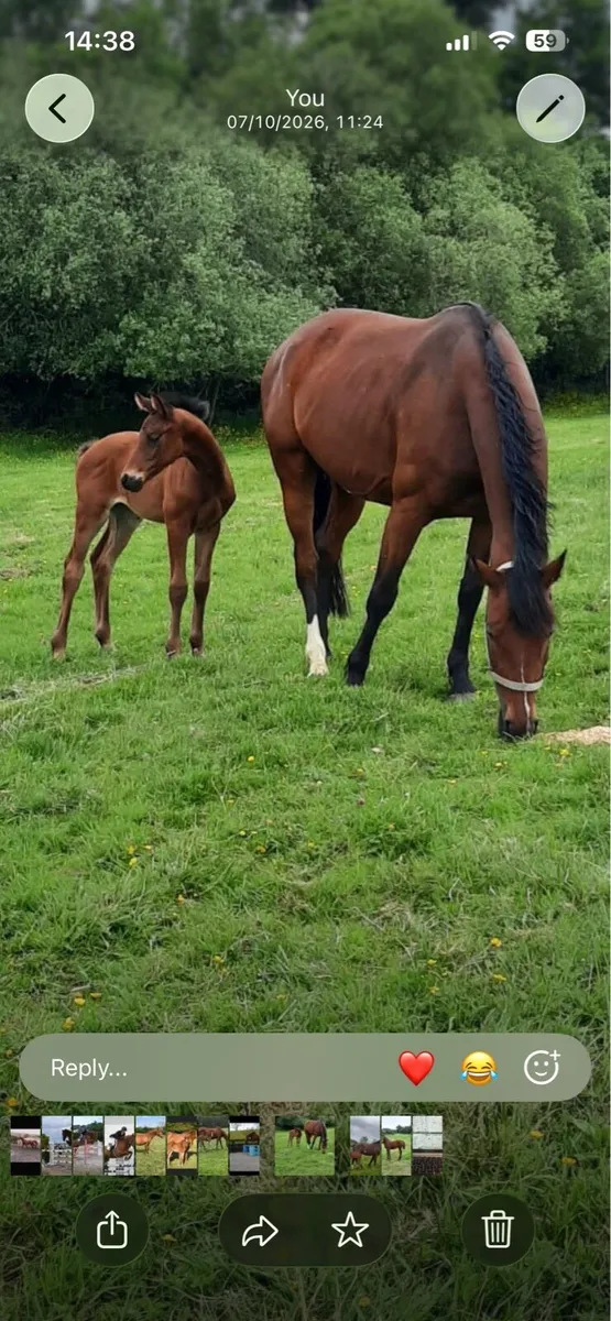 Mares in-foal to Kafka vd Heffinck - Image 4