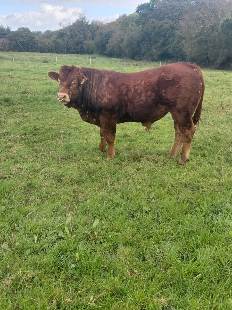 LM Pedigree Bull - Image 2