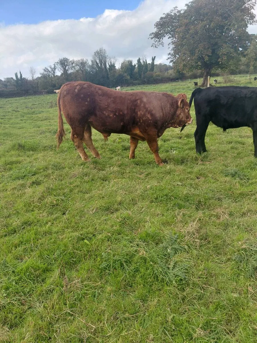 LM Pedigree Bull - Image 3