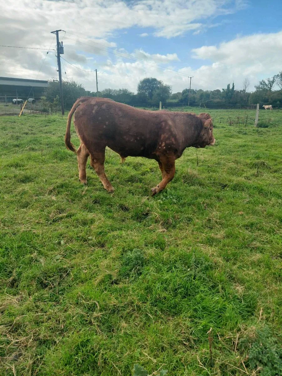 LM Pedigree Bull - Image 4