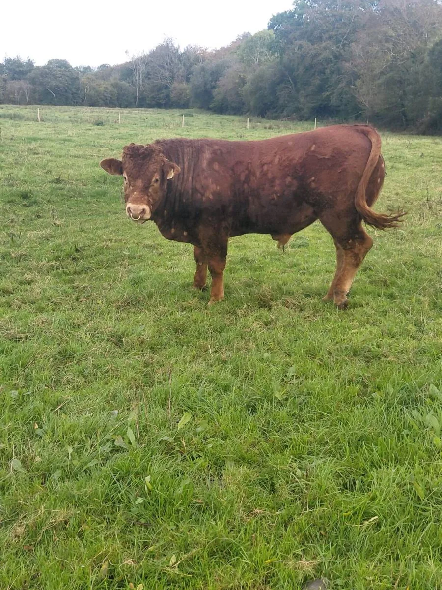 LM Pedigree Bull - Image 1