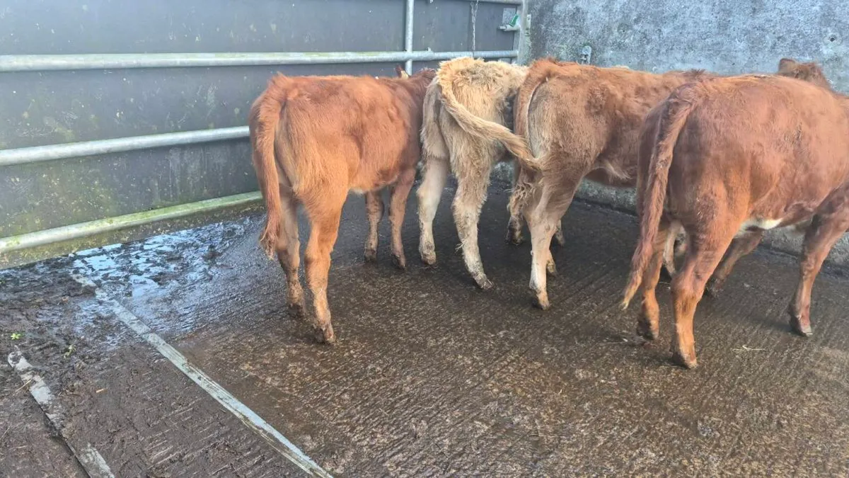 Heifers - Image 1