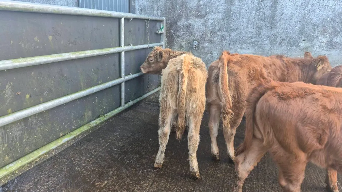Heifers - Image 4