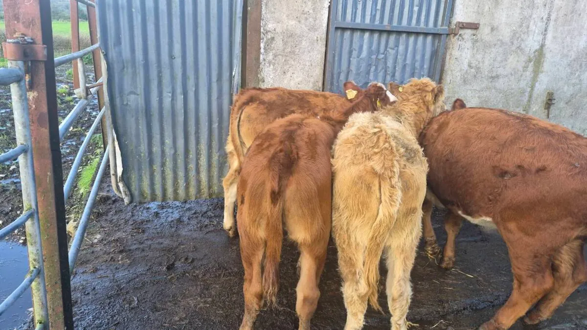 Heifers - Image 2