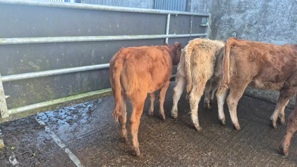 Heifers - Image 3