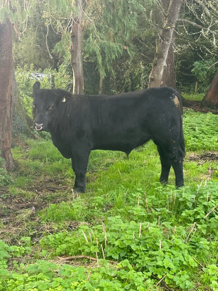 Pedigree Angus Bull - Image 1