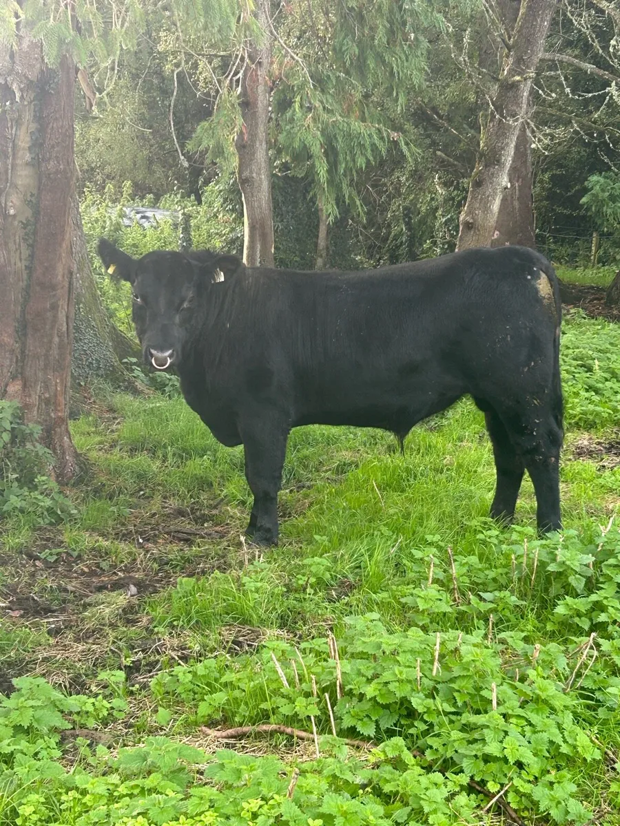 Pedigree Angus Bull - Image 3
