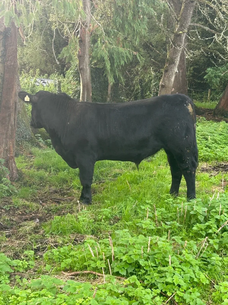 Pedigree Angus Bull - Image 2