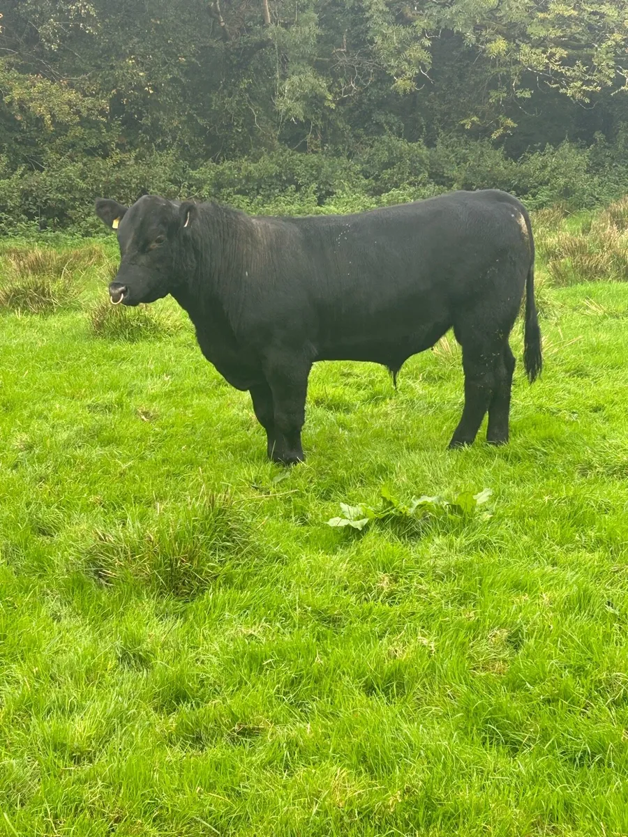 Pedigree Angus Bull - Image 4