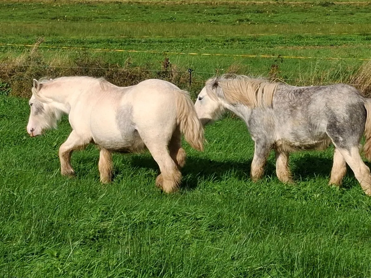 Pony's - Image 2