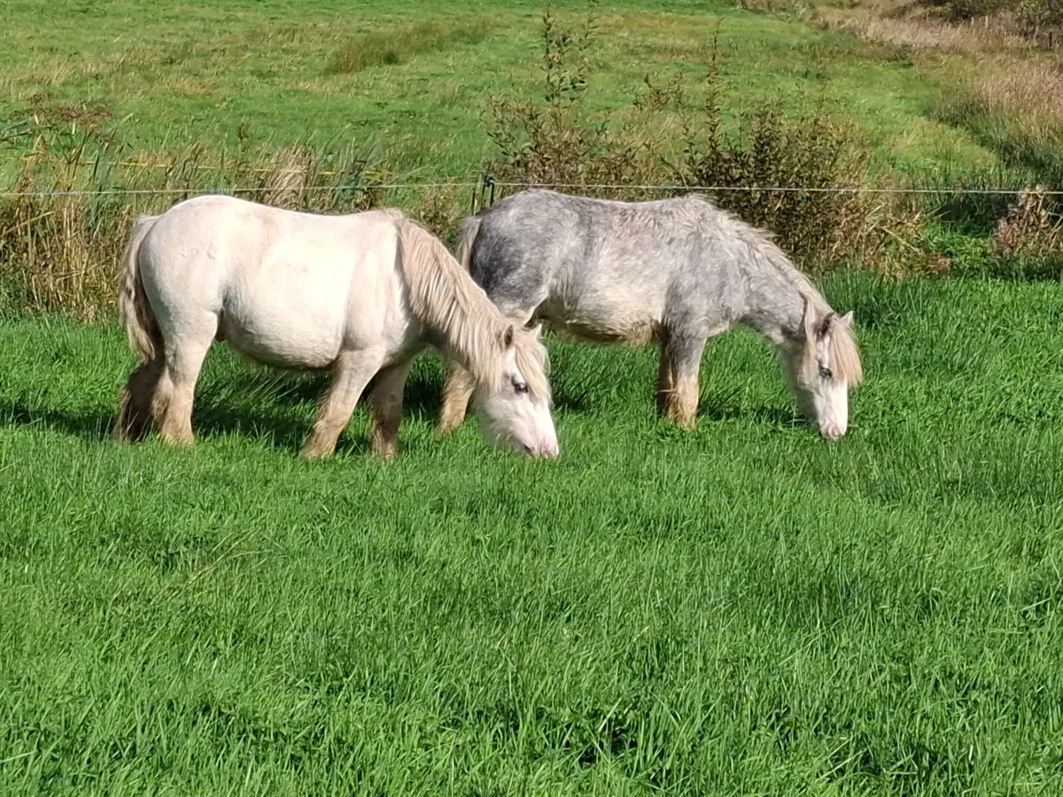 Pony's - Image 3