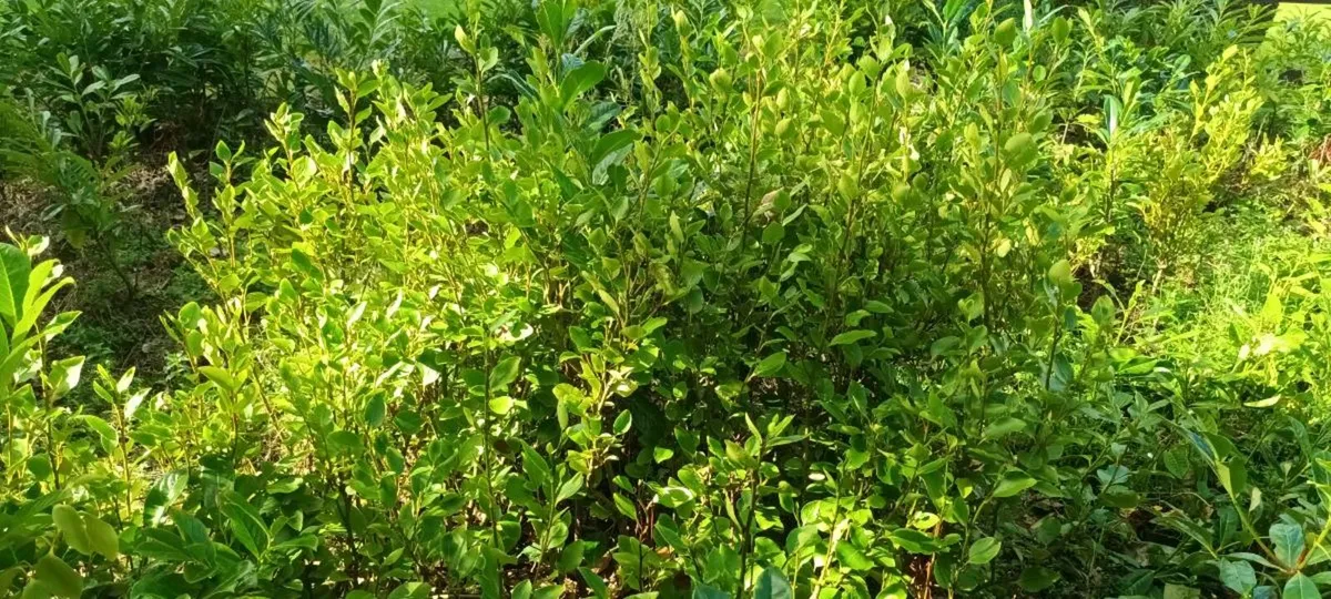 BARGAIN CHEAP LAUREL LAURAL HEDGING PLANTS - Image 4