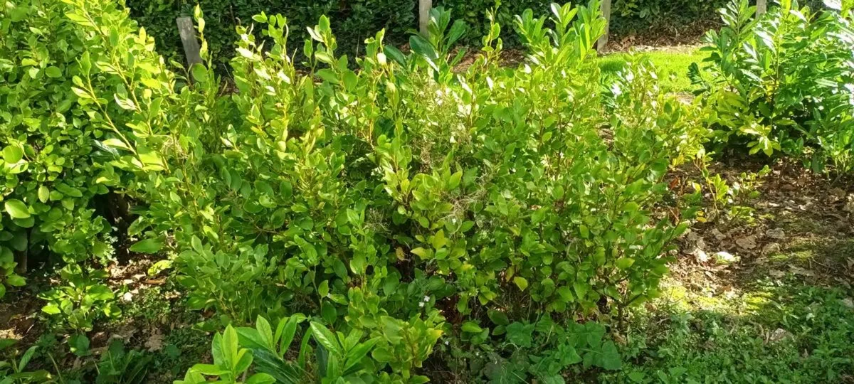 BARGAIN CHEAP LAUREL LAURAL HEDGING PLANTS - Image 2