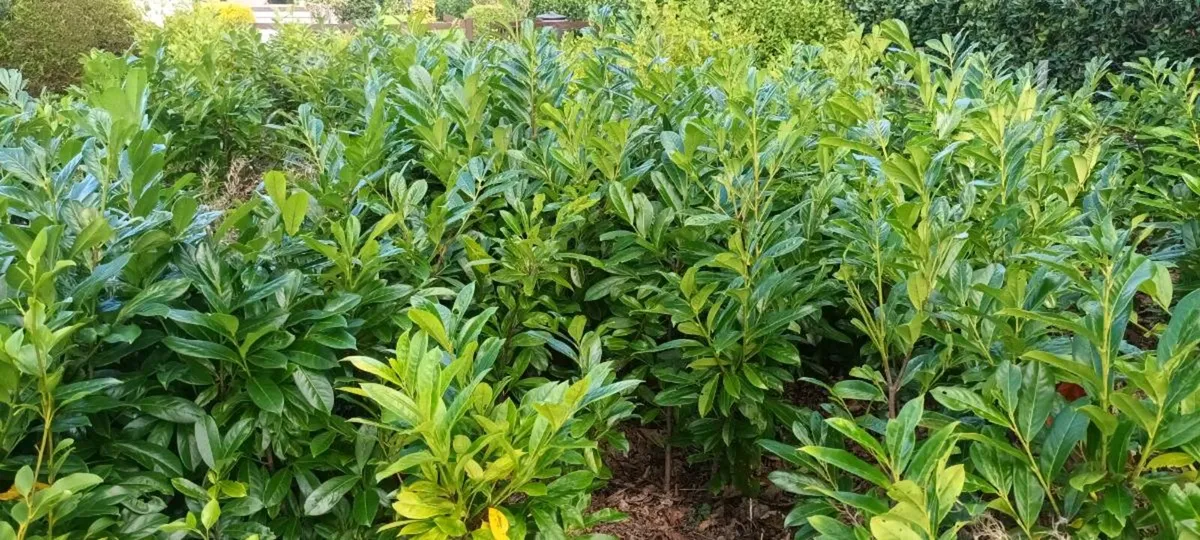 BARGAIN CHEAP LAUREL LAURAL HEDGING PLANTS - Image 3