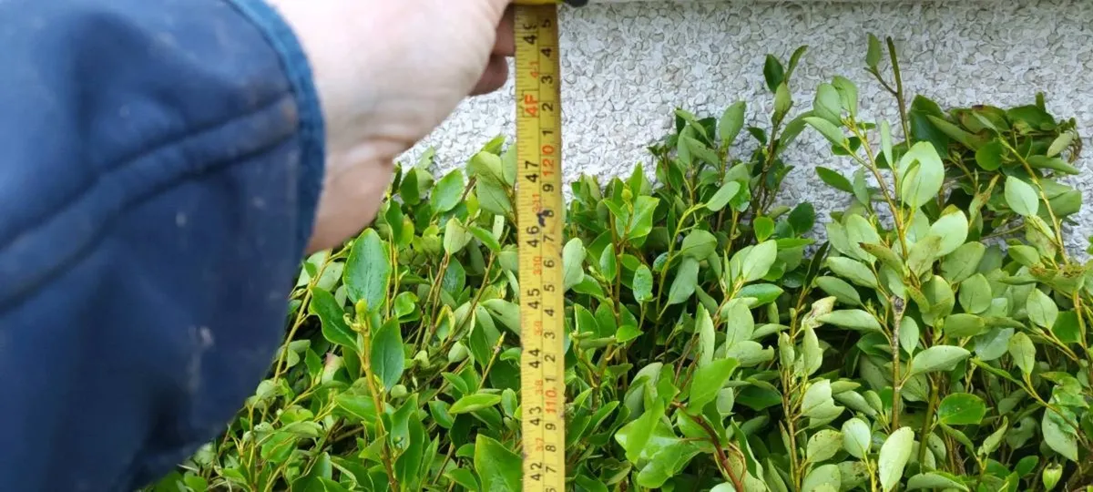 BARGAIN CHEAP LAUREL LAURAL HEDGING PLANTS - Image 1