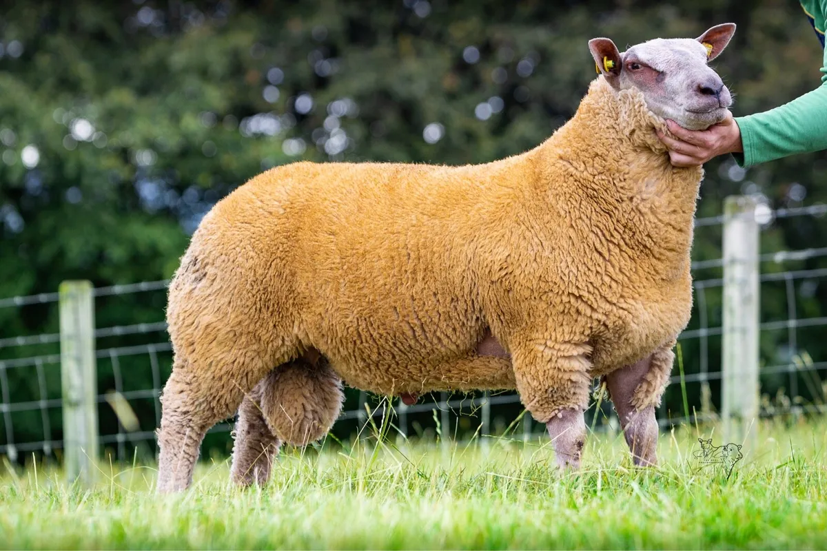 Charollais rams - Image 1