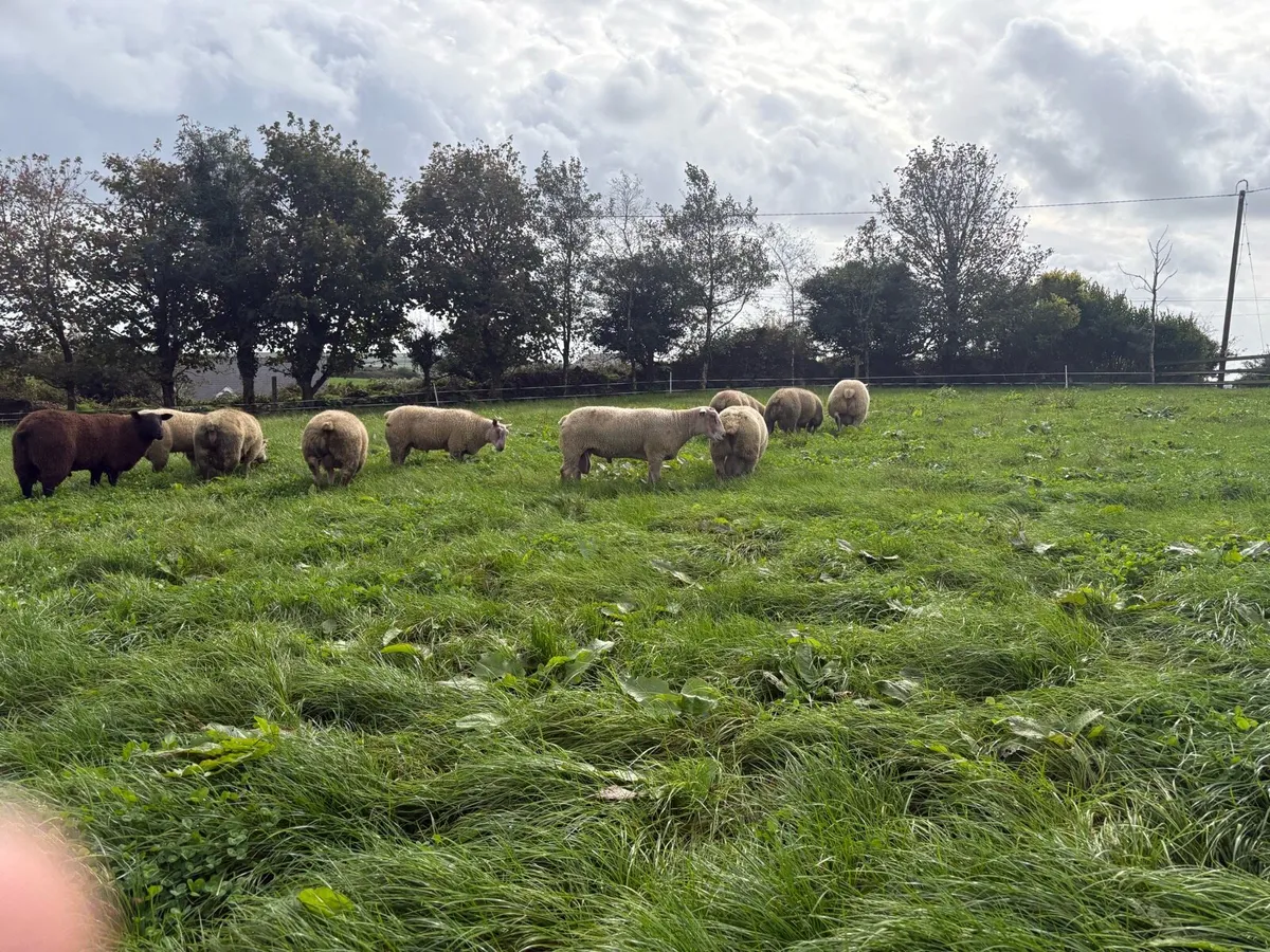 Charollais rams - Image 2