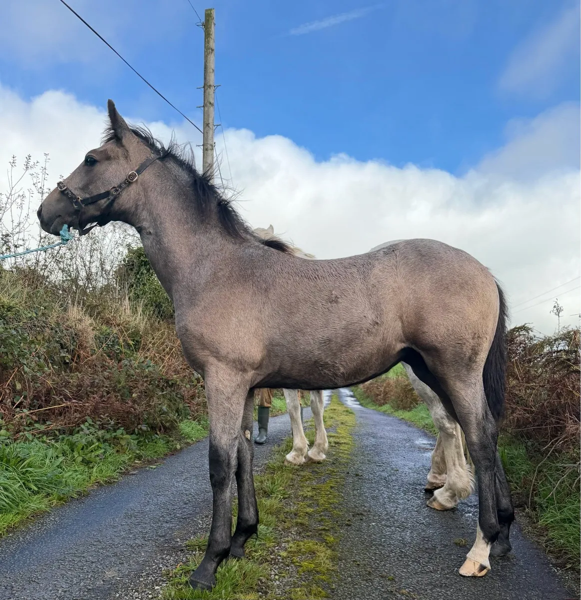 Irish Draught Filly Foal - Image 1