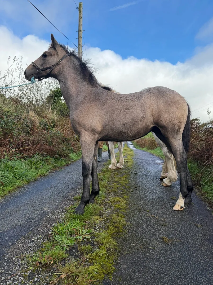 Irish Draught Filly Foal - Image 3