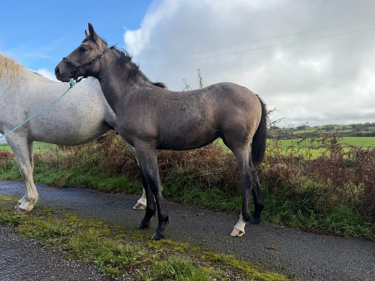 Irish Draught Filly Foal - Image 4