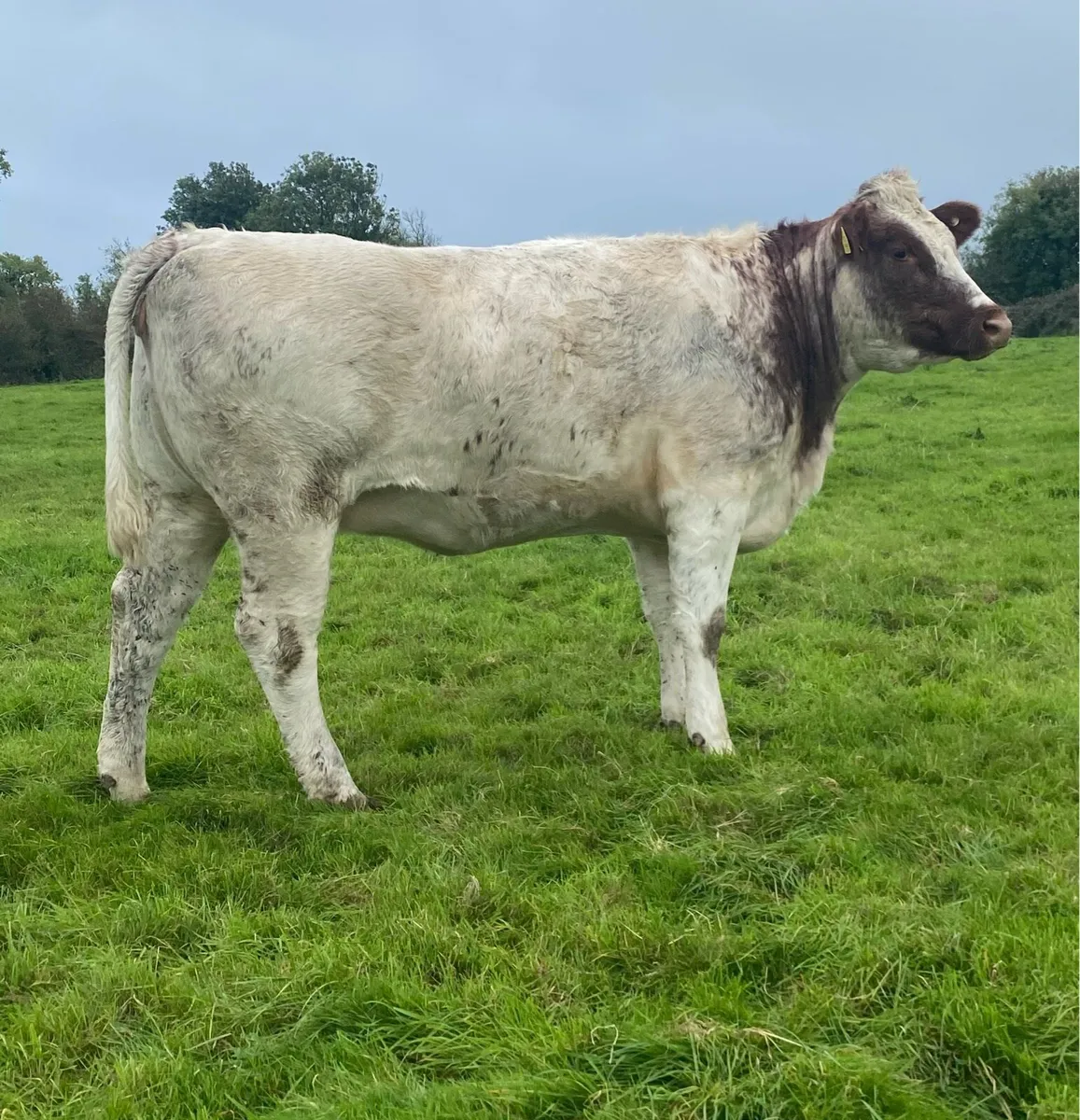 Genotyped Roan Shorthorn In Calf Heifer - Image 1