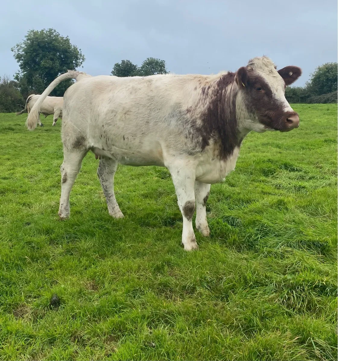 Genotyped Roan Shorthorn In Calf Heifer - Image 2