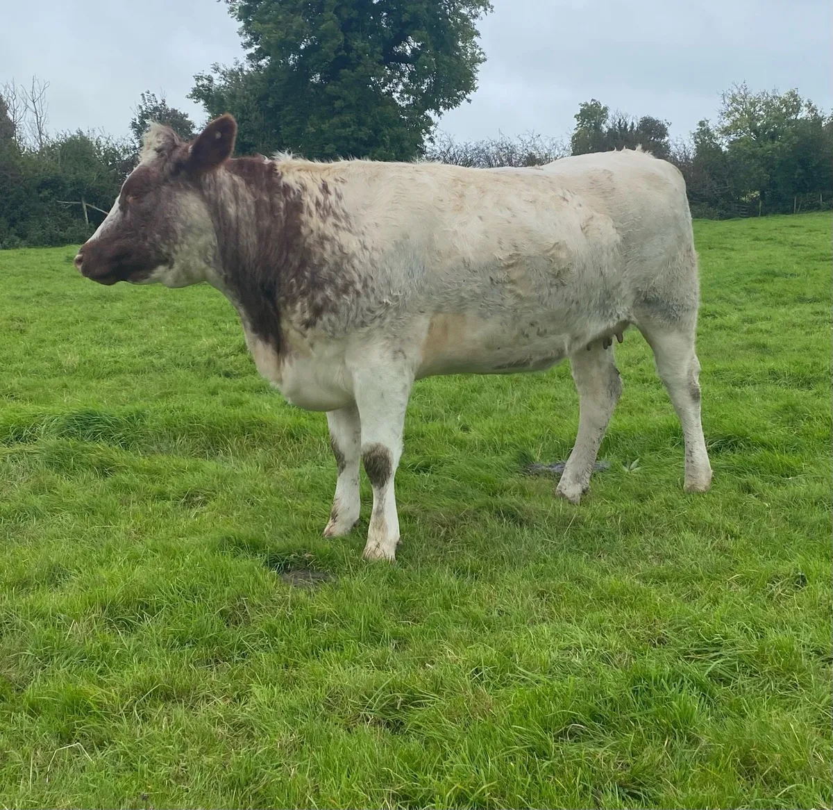 Genotyped Roan Shorthorn In Calf Heifer - Image 3