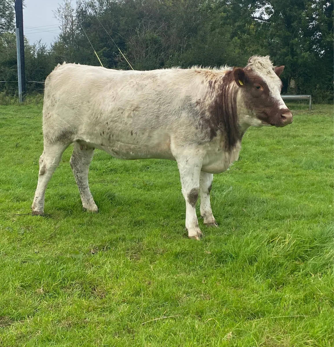 Genotyped Roan Shorthorn In Calf Heifer - Image 4
