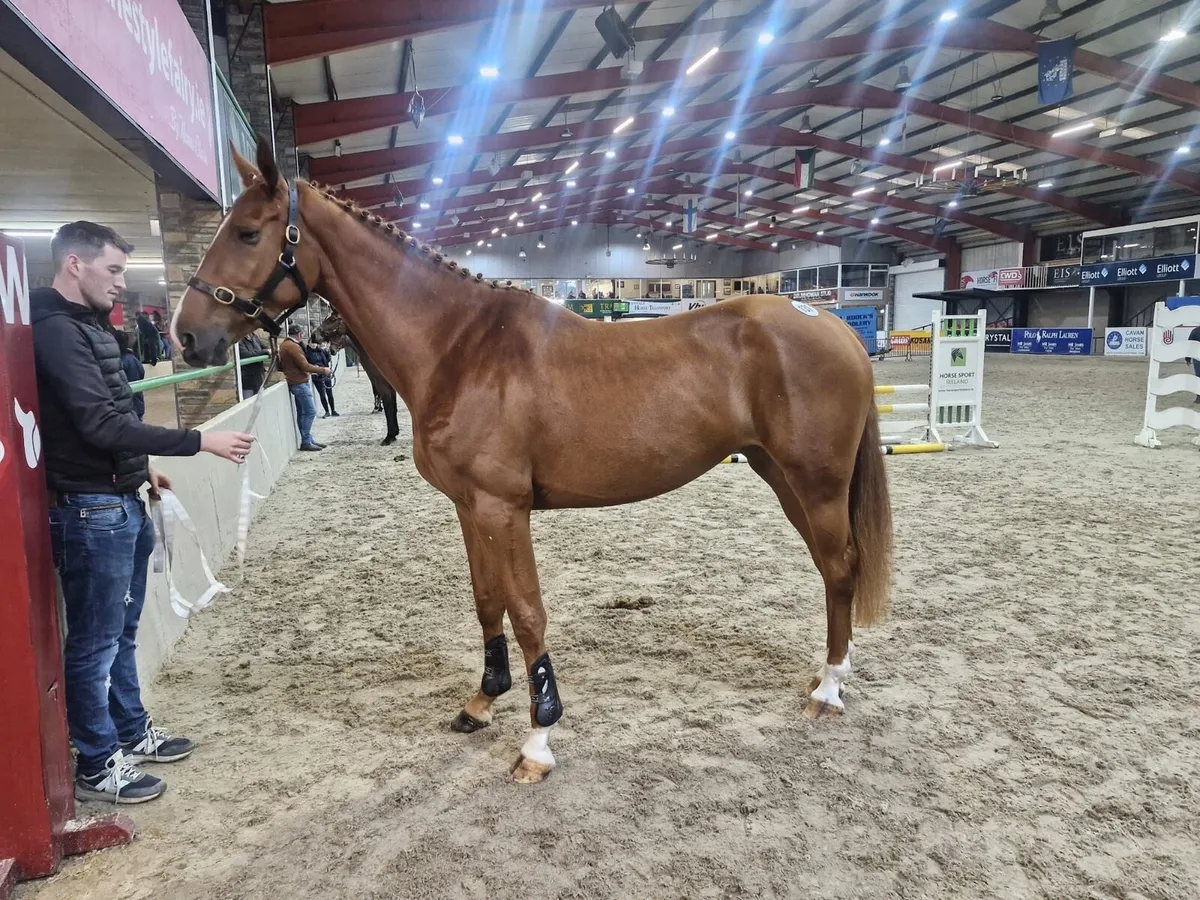 Quality 3yo filly - Image 4