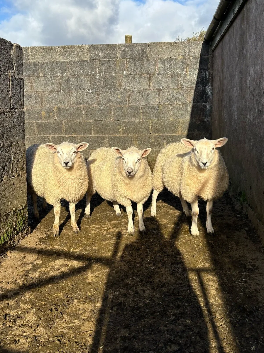 3 Texel Ewe Lambs - Image 1